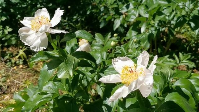 Footage. Невероятные цветы лета. Красивые белые пионы // Натуральный футаж для видеомонтажа смотреть онлайн