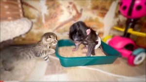 Диету  ПОРА ЗАКАНЧИВАТЬ, Люся начинает есть наполнитель...