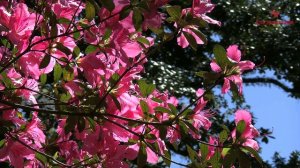 Divna Ljubojević. Дивный голос Дивны Любоевич. Христос Воскресе — Дивна Любоевич и «Мелоди»