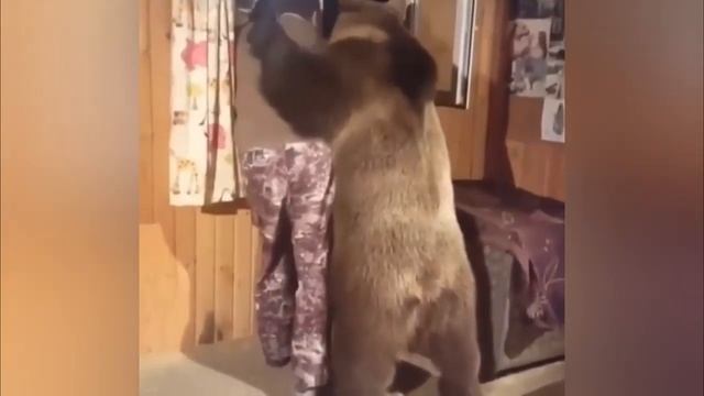 Смешные животные