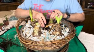 Making a new Spring Container out of old amaryllis