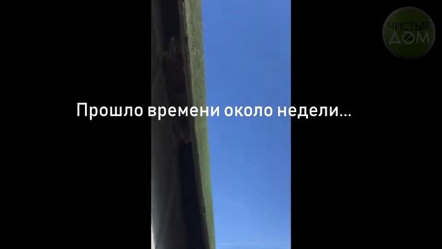 Осы - самый эффективный метод борьбы с ними смотреть онлайн