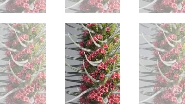 Echium - garden plants смотреть онлайн