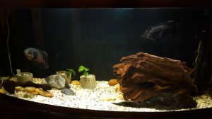 Заводим Астронотусов!!! 22. Как часто подменивать воду? Эксперимент