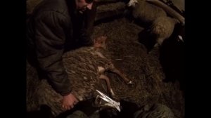 Обрезка копыт у баранов