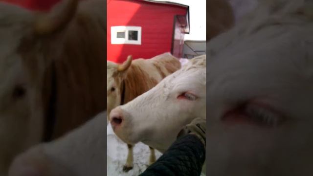 Симменталы Брединского типа