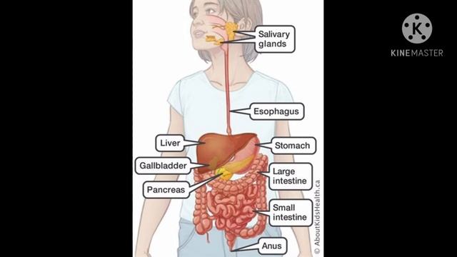 Introduction of GIT System/Organs/ And organs work смотреть онлайн