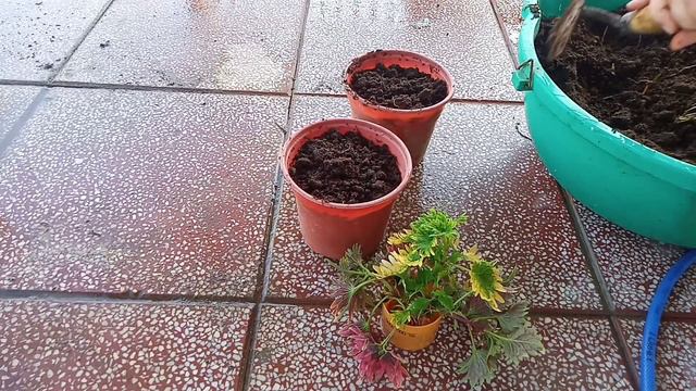 #32• Nhân giống cây Lá Gấm từ đọt | dễ trồng 🌱🌱🌿🌿✓ смотреть онлайн