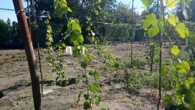 Подготовка саженцев к зиме смотреть онлайн