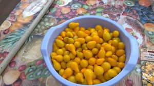 ?Томат "Медовая капля". Отзыв.