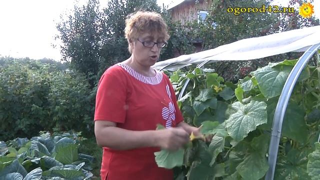 Как правильно формировать огурцы? Антиреклама и советы. Выбор сорта!