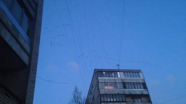 Птицы возвращаются с юга смотреть онлайн