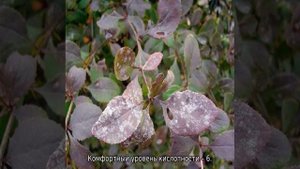 Барбарис Грин Карпет