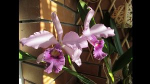 Lc. Canhamiana var. coerulea "Azure Skies", голубая классическая каттлея