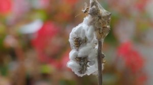 Гусеница бабочки перламутровки и рождение наездников.