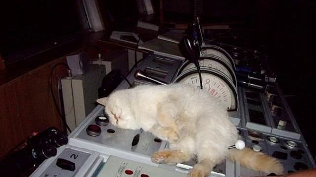 Кот Матрос смотреть онлайн