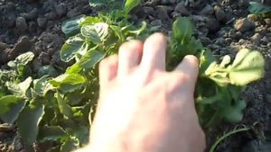 Картошка после весеннего мороза