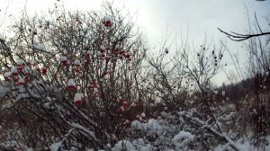 Калина красная,калина спелая.