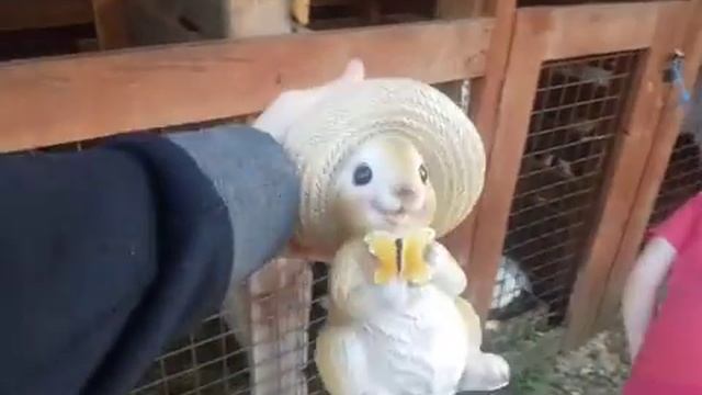 Зайчики в нашем поселке бабино ленинградская область отдыхаем зоопарк на даче смотреть онлайн