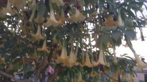 Наши бругманзии!!! Our Brugmansias!!! (Russian language)