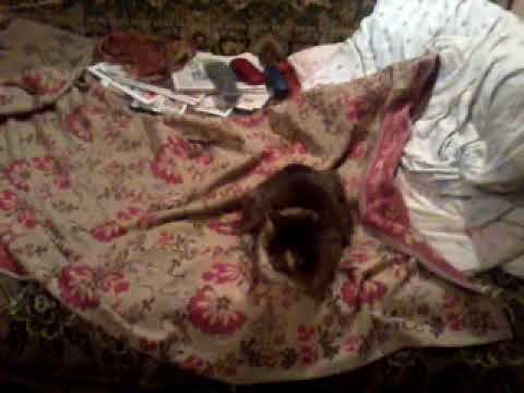 video-2012-11-25-16-51-49 смотреть онлайн