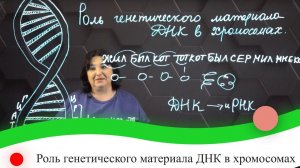 Роль генетического материала ДНК в хромосомах. 7 класс.