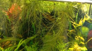 Scarlet badis Dario dario Pistia Дарио в пистии