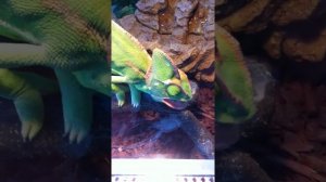 Йеменский хамелеон ест живых сверчков Yemen Chameleon