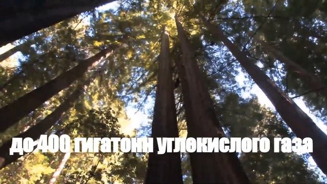 Что будет если каждый посадит дерево