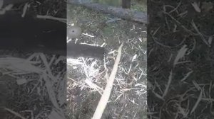 Сделал лук из черемухи
