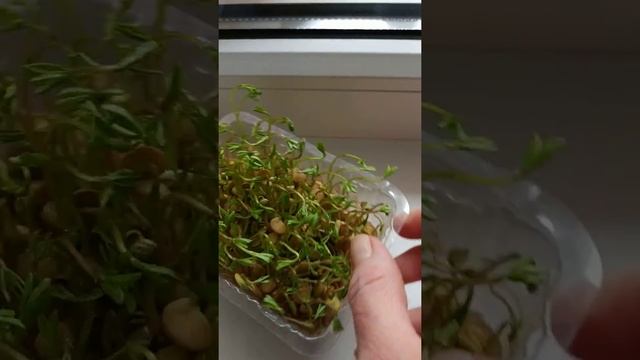 Проращиваю чечевицу смотреть онлайн