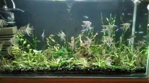 Аквариум 80 л. скалярии, пристелла, красный неон