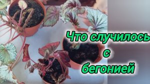 Как омолодить декоративнолистную бегонию