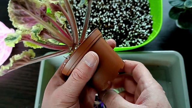 ПЕРЕСАДКА МЕТОДОМ ПЕРЕВАЛКИ ! Как правильно это сделать . смотреть онлайн