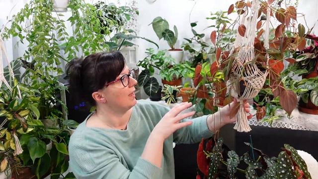 MY 5 FAST GROWING PLANTS| FAST INDOOR PLANTS