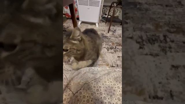 От романтичного котика, до... | Митя