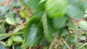 ежевика Понка,готовлю к зиме,пригибание побегов.19.10.23