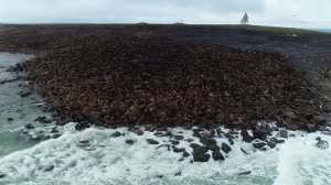 Белых медведей и моржей на Чукотке считают с помощью квадрокоптера