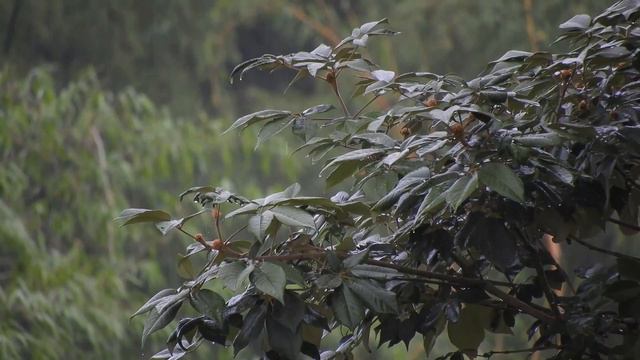 Миллиард Львов Против Стендов смотреть онлайн