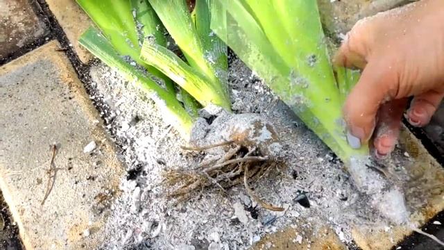 СЕКРЕТЫ Посадки ИРИСА для РОСКОШНОГО Цветения / Не Совершайте ОШИБОК при посадке смотреть онлайн