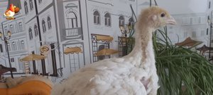 Вес индюшат в 4 недели и забияка Хайбрид Конвертер ?
