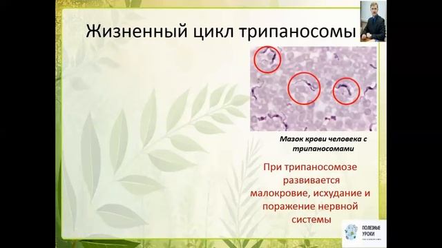 Класс Жгутиковые смотреть онлайн