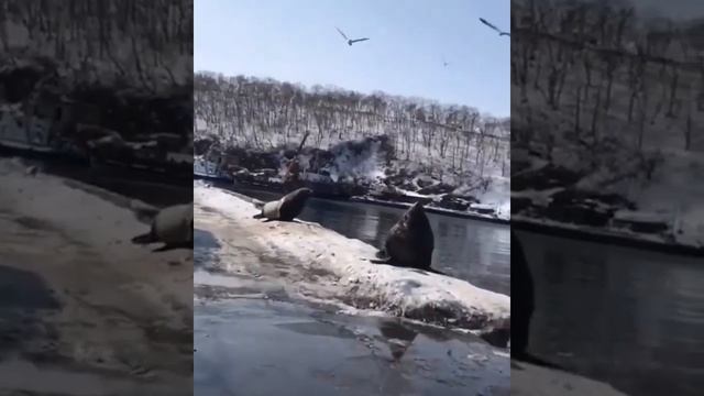 ОПАСНЫЕ СИВУЧИ / САМОЕ ОПАСНОЕ ВИДЕО