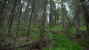 ЖИЗНЬ В УРАЛЬСКОЙ ДЕРЕВНЕ _ ПЕРВЫЙ МЕД И ЗАГОТОВКА ЧАЯ