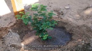 Жимолость: посадка и уход в открытом грунте