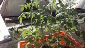 КАК ДОЛЖНА ВЫГЛЯДЕТЬ РАССАДА ТОМАТОВ ПЕРЕД ВЫСАДКОЙ.  Видео Ольги Черновой 26 апреля