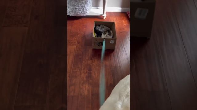 Коты скоты