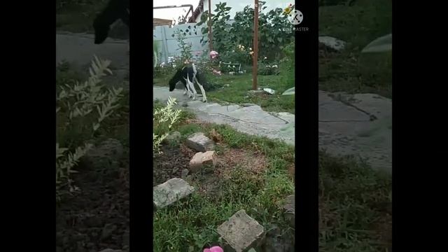 Домашнее лечение собаки от энтерита смотреть онлайн