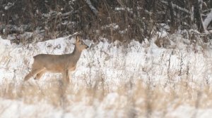 Фотоохота с Альбертом. "Добыл" косулю.