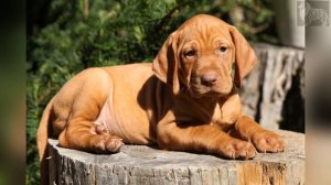 Каталог пород собак. Венгерская выжла (Hungarian vizsla)